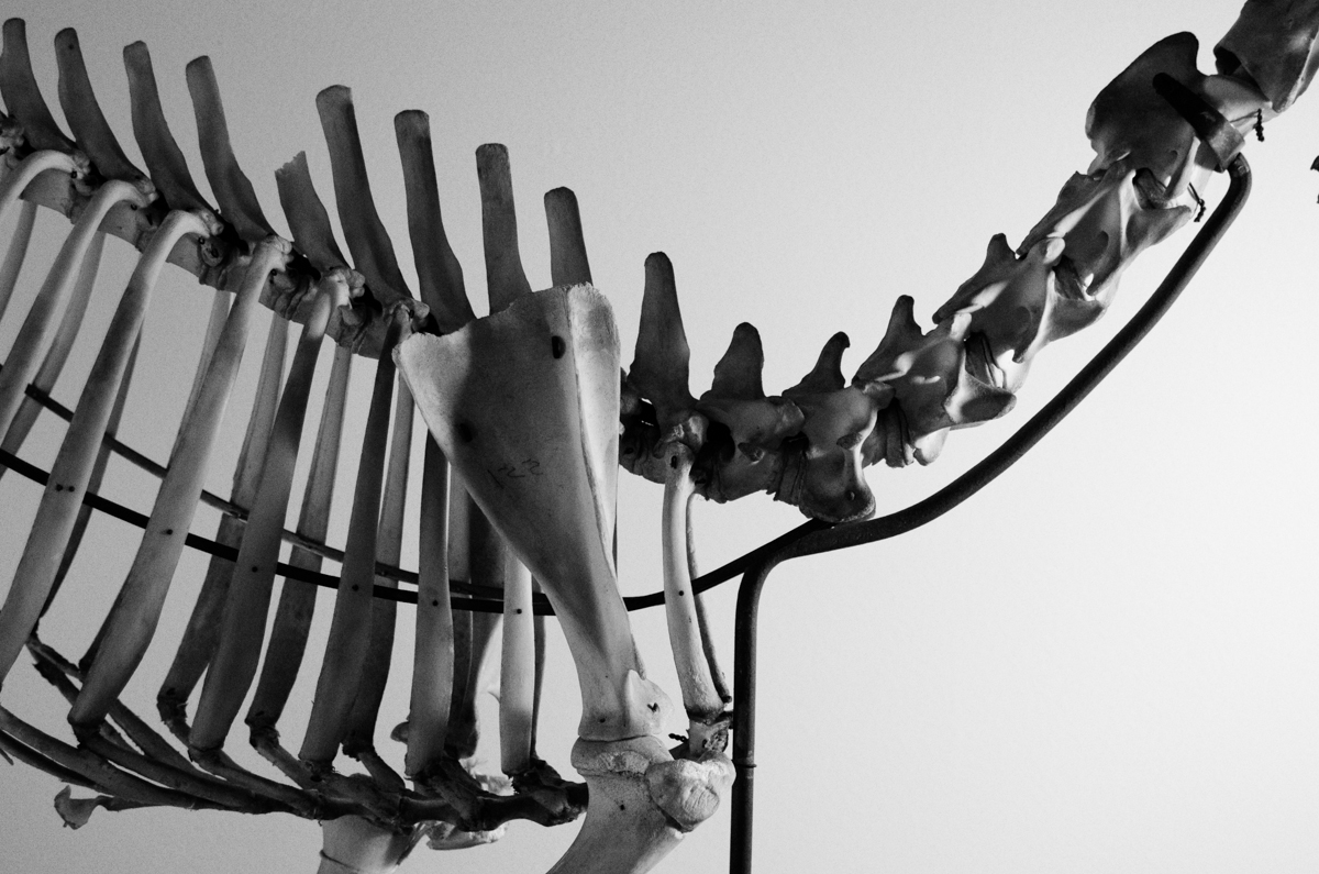 BEASTS installation view 03